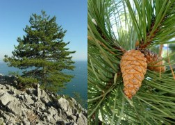 Pinus nigra / Feketefenyő